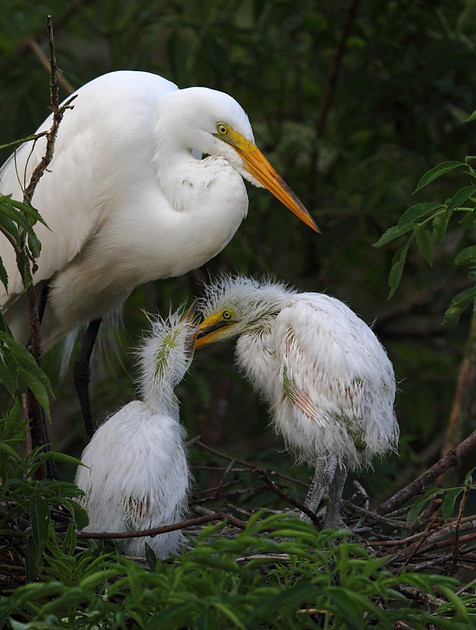 Great Egret with chicks