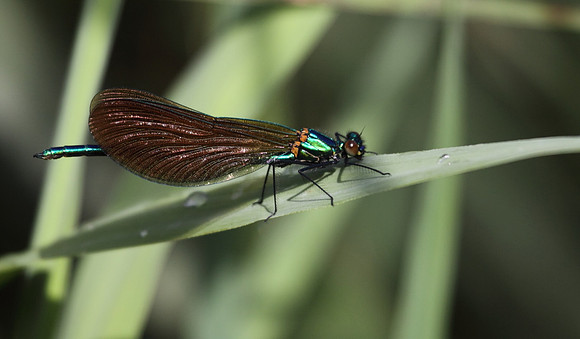 Beautiful Demoiselle
