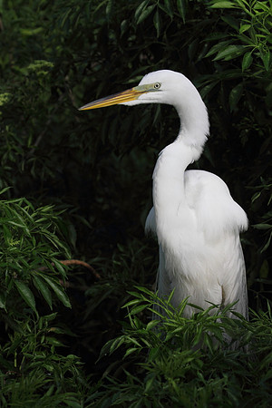 Great Egret