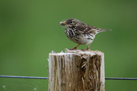 Meadow Pipit