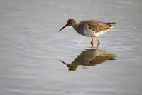 Redshank