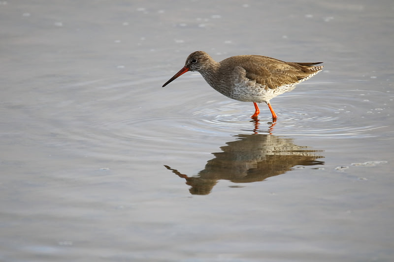 Redshank
