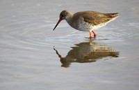 Redshank