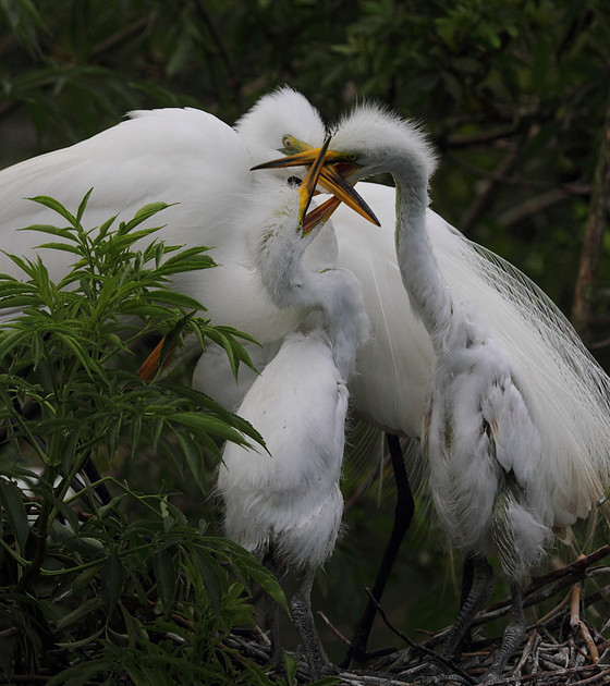 Great Egret family