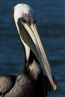Brown Pelican