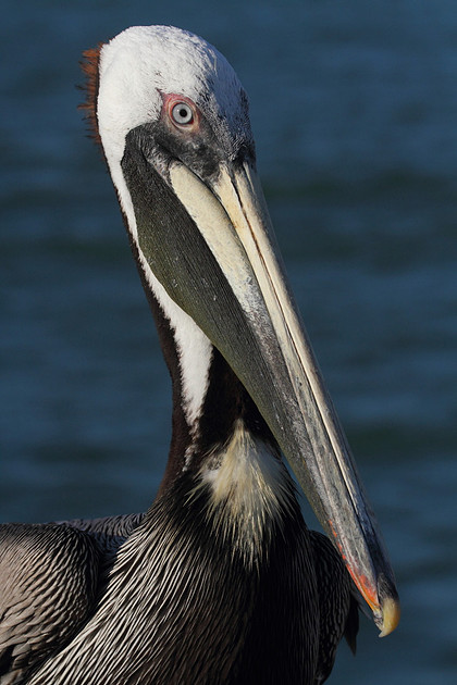 Brown Pelican
