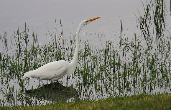 Great Egret