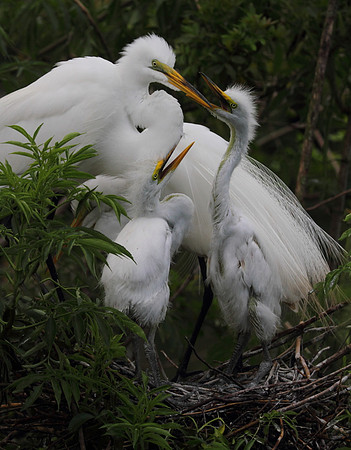 Great Egret family