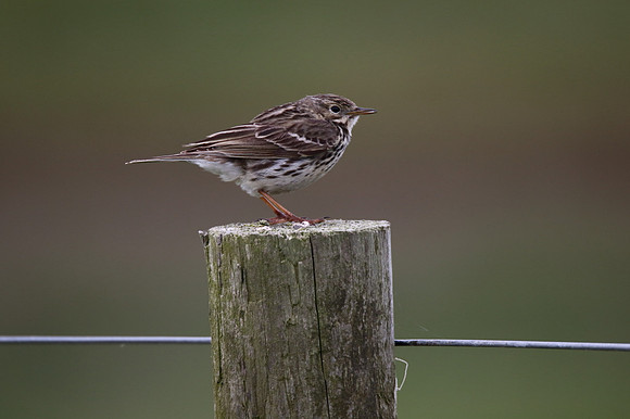 Meadow Pipit