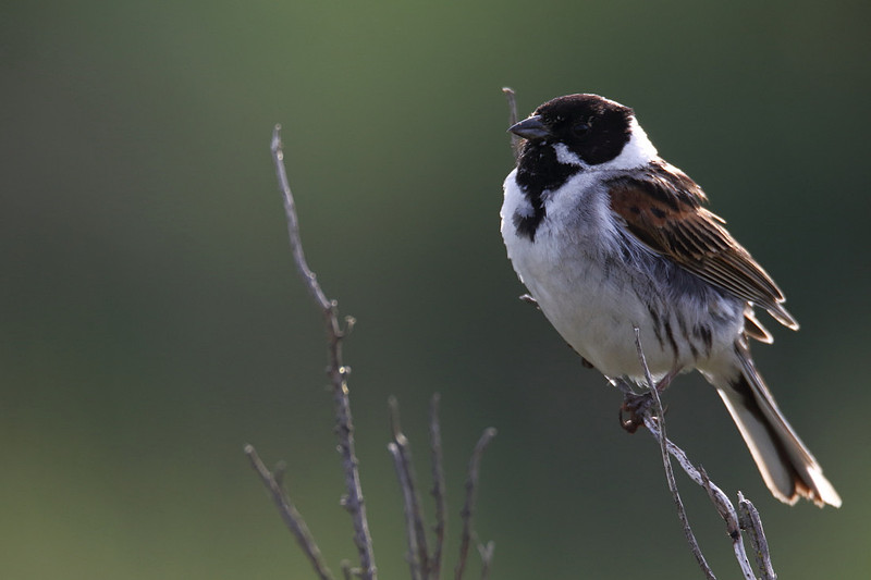 Male Reed Bunting