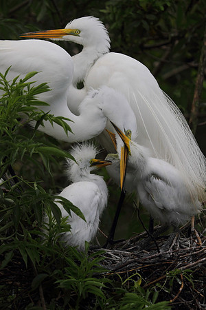 Great Egret feeding chicks