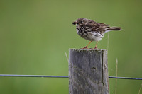 Meadow Pipit