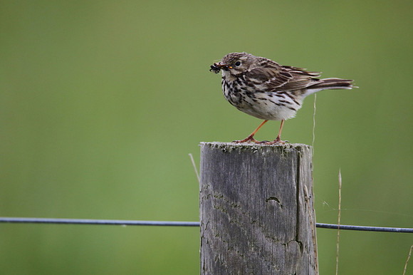 Meadow Pipit