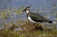 Lapwing