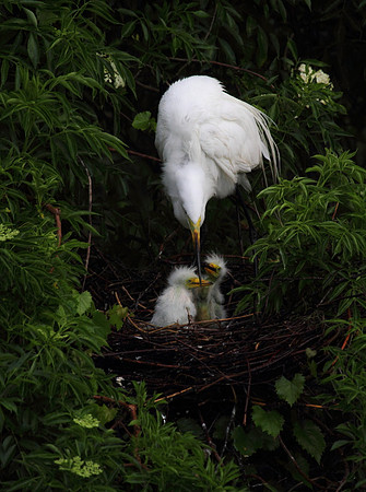 Great Egret feeding chicks