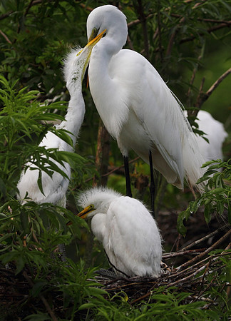 Great Egret feeding chicks