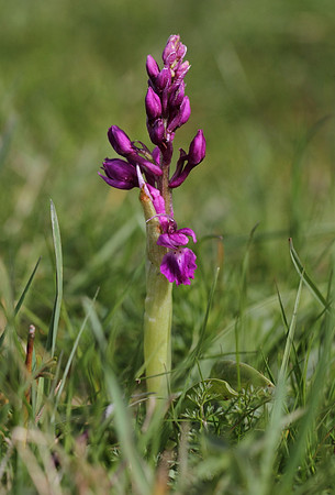 Early Purple Orchid