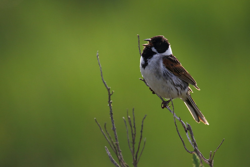 Male Reed Bunting