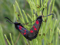 Five Spotted Burnet Moths Paired