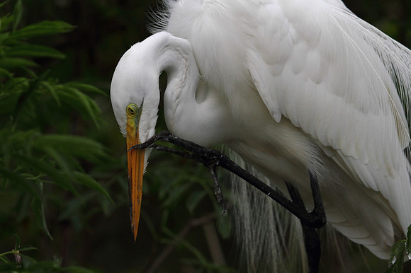 Great Egret preening