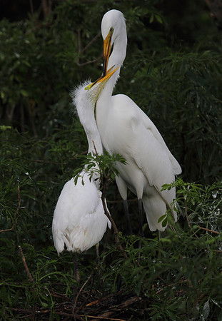 Great Egret with young