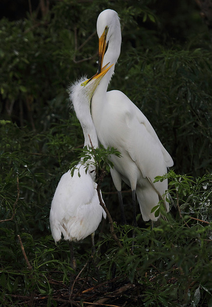 Great Egret with young
