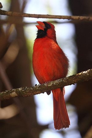 Northern Cardinal
