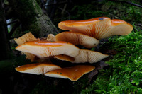 Velvet Shank