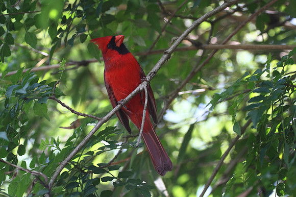 Northern Cardinal