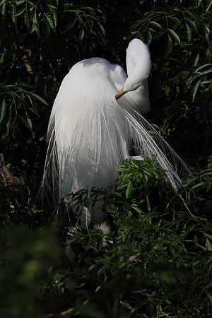 Great Egret preening