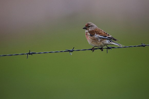 Linnet