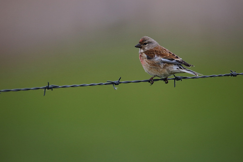 Linnet