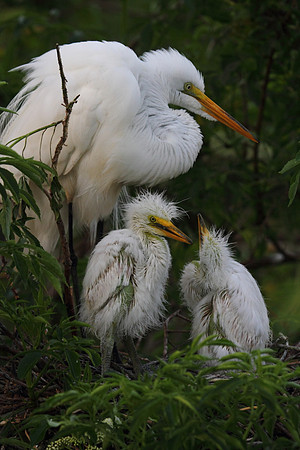 Great Egret with chicks