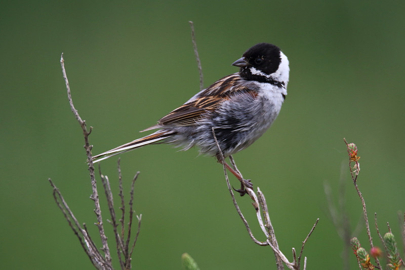 Male Reed Bunting