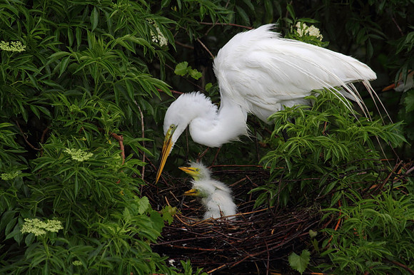 Great Egret feeding chicks