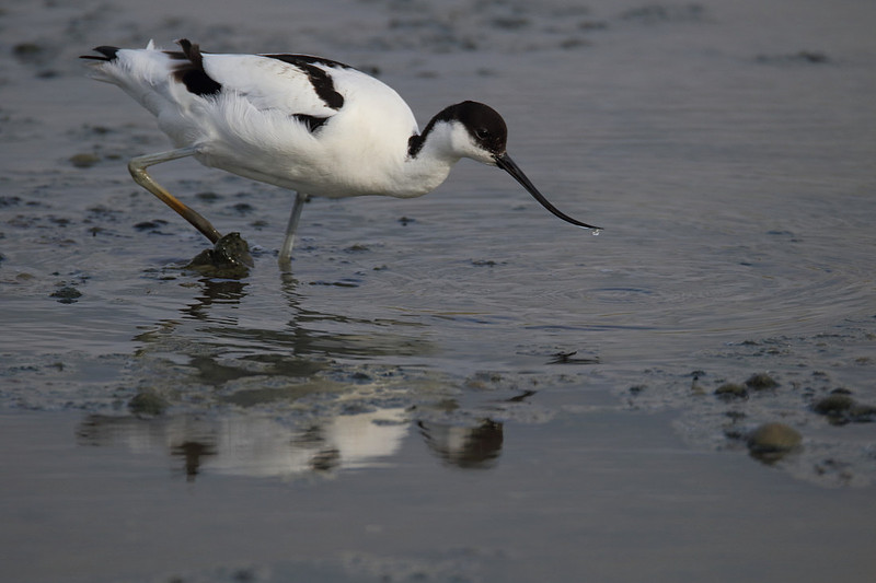 Avocet