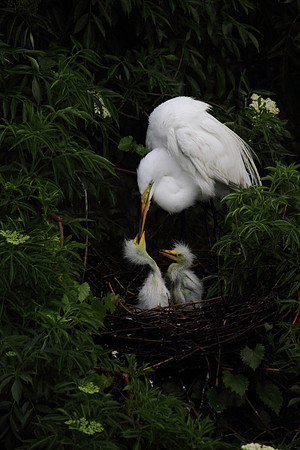 Great Egret feeding chicks