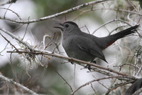 Grey Catbird