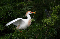 Cattle Egret with nesting material