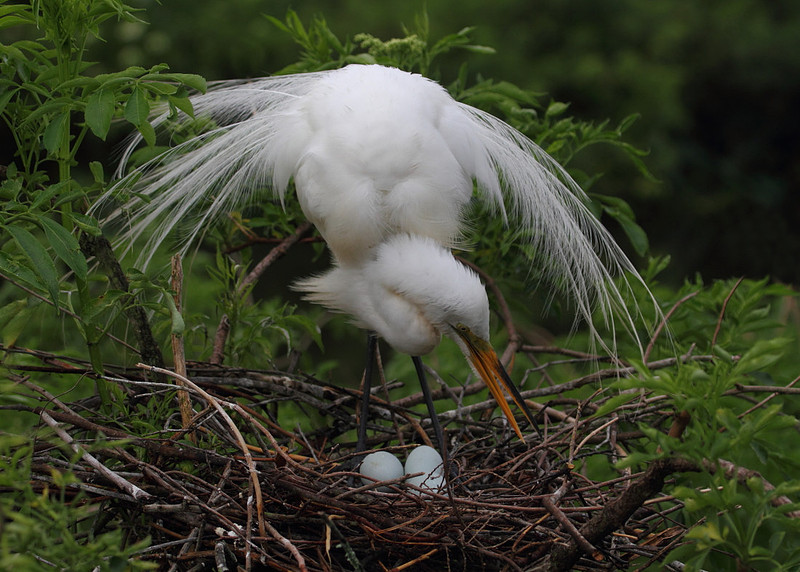 Great Egret on nest