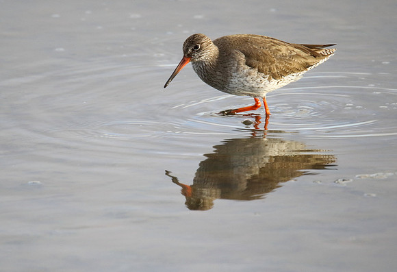 Redshank
