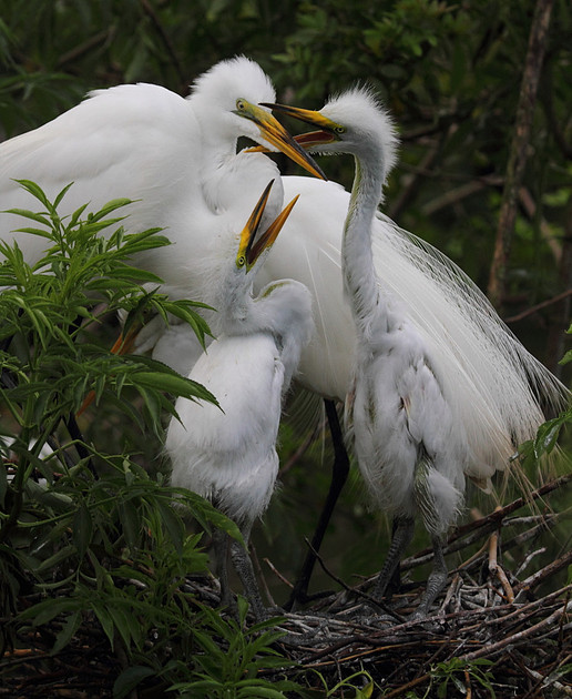 Great Egret family