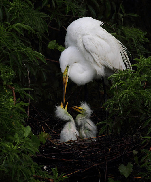 Great Egret feeding chicks