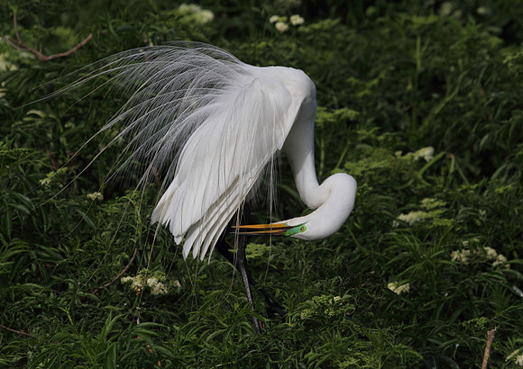 Great Egret preening
