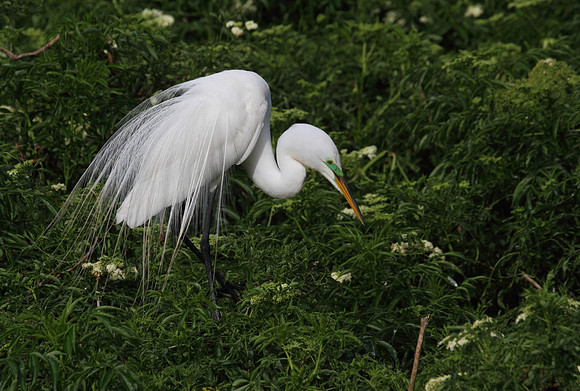 Great Egret