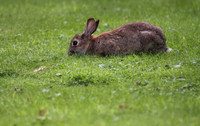 Rabbit