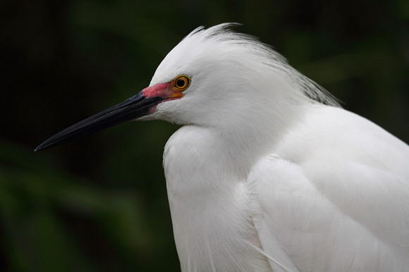 Snowy  Egret