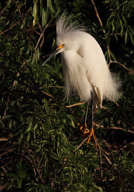 Snowy Egret