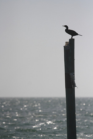 Double Crested Cormorant