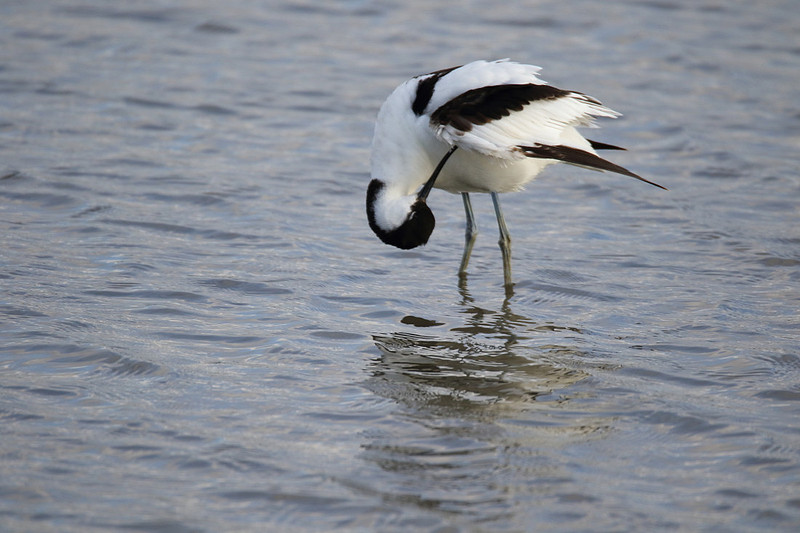 Avocet